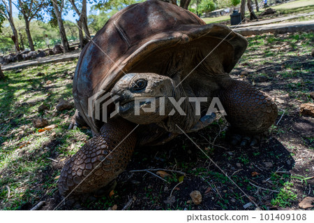 Close up of old giant turtle in tropical park in Mauritius. Turtle in natural habitat Close up of old giant turtle in tropical park in Mauritius. Turtle in natural habitat 101409108