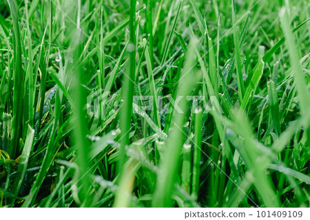 Close up of fresh thick grass with water drops in the early morning. Closeup of lush uncut green grass with drops of dew in soft morning light 101409109