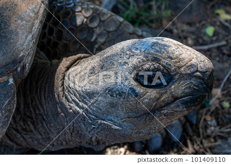 Close up of old giant turtle in tropical park in Mauritius. Turtle in natural habitat Close up of old giant turtle in tropical park in Mauritius. Turtle in natural habitat 101409110