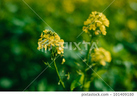 Yellow rapeseed field close up view. Yellow field of flowering rape closeup, nature wallpaper. Natural landscape background. Summer landscape, blooming rapeseed field Yellow rapeseed field close up view. Yellow field of flowering rape closeup, nature wallpaper. Natural landscape background. Summer landscape, blooming rapeseed field 101409180
