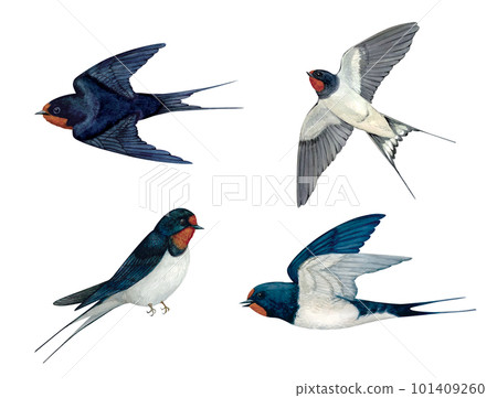 手繪水彩燕子 手繪水彩燕子 101409260