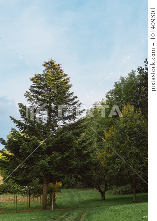 beautiful autumn forest on a sunny day, forest landscape with blue sky, 101409301