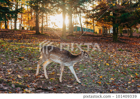 Young wild deer, standing in the forest, morning light. deer in the forest. rays of the sun. sunset Young wild deer, standing in the forest, morning light. deer in the forest. rays of the sun. sunset 101409339