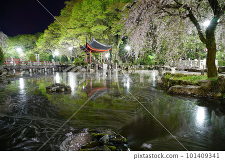 Flower raft in the Sino-Japanese Friendship Garden of Gifu Park with cherry blossoms at night Flower raft in the Sino-Japanese Friendship Garden of Gifu Park with cherry blossoms at night 101409341
