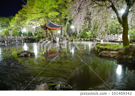 岐阜公園中日友誼園花筏夜櫻花 岐阜公園中日友誼園花筏夜櫻花 101409342