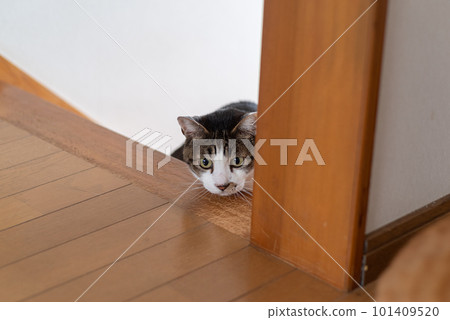 Cat looking into Kijitora cat Cat looking into Kijitora cat 101409520
