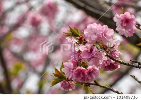 Gorgeous pink double cherry blossoms Gorgeous pink double cherry blossoms 101409736