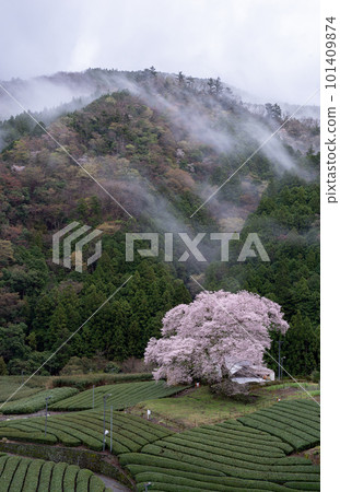 靜岡縣茶園盛開的櫻花 靜岡縣茶園盛開的櫻花 101409874