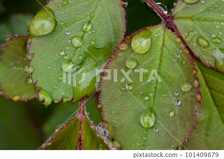 Leaves wet with rain 101409879