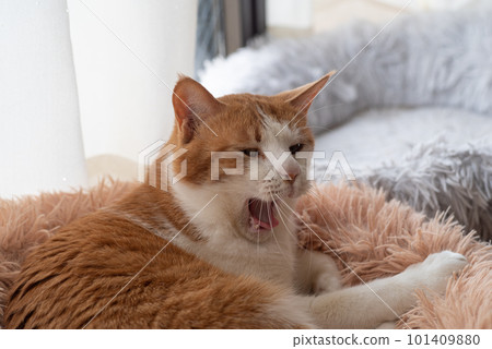 Yawning cat brown tiger white 101409880