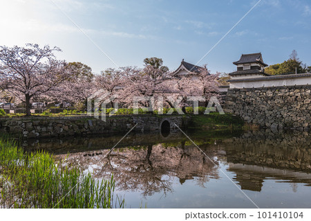 Fukuoka castle with cherry blossom in Fukuoka, Kyushu, Japan 101410104