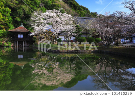 [Wakayama Prefecture] Negoro-ji Temple (Shouten-ike Pond) with cherry blossoms in full bloom 101410259