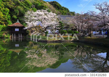 [Wakayama Prefecture] Negoro-ji Temple (Shouten-ike Pond) with cherry blossoms in full bloom 101410260