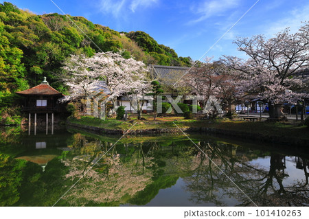 [Wakayama Prefecture] Negoro-ji Temple (Shouten-ike Pond) with cherry blossoms in full bloom 101410263