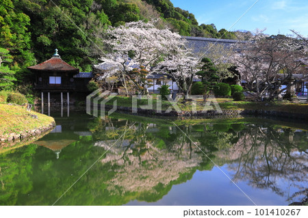 [和歌山縣]櫻花盛開的根本寺（升天池） 101410267