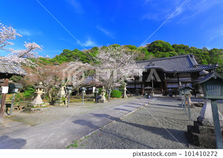[和歌山縣]櫻花盛開的根吾郎寺（光明殿） 101410272