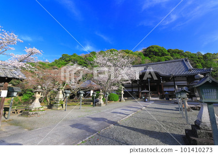 [和歌山縣]櫻花盛開的根吾郎寺（光明殿） 101410273