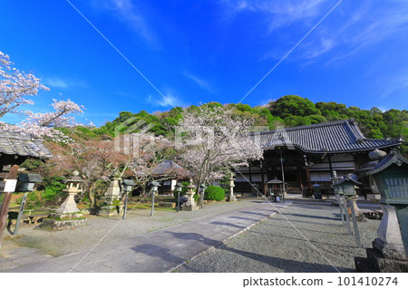[和歌山縣]櫻花盛開的根吾郎寺（光明殿） 101410274