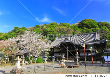 [和歌山縣]櫻花盛開的根吾郎寺（光明殿） 101410275