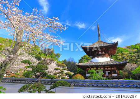 [和歌山縣]櫻花盛開的根吾郎寺大東（多寶東） 101410287