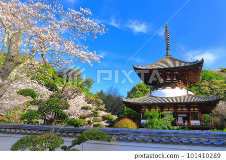 [和歌山縣]櫻花盛開的根吾郎寺大東（多寶東） 101410289