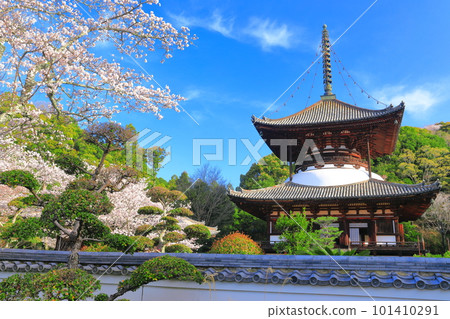 [和歌山縣]櫻花盛開的根吾郎寺大東（多寶東） 101410291