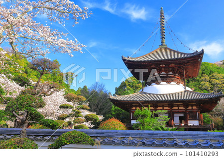 [和歌山縣]櫻花盛開的根吾郎寺大東（多寶東） 101410293