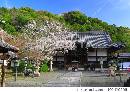 [Wakayama Prefecture] Negoro-ji Temple (Komyoden) with cherry blossoms in full bloom 101410306