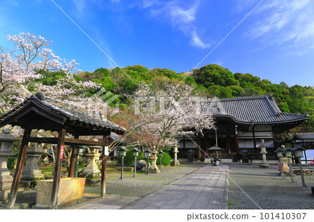 [和歌山縣]櫻花盛開的根吾郎寺（光明殿） 101410307
