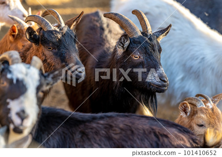 flock of sheep goats and rams flock of sheep goats and rams 101410652