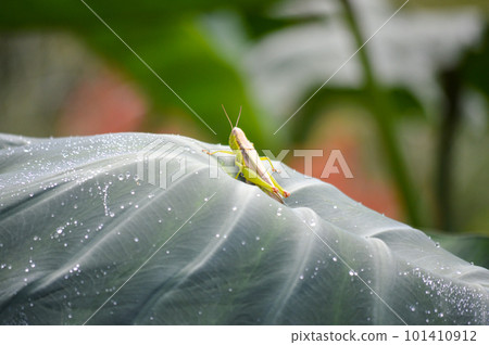 Inoshino Izasa 田裡芋頭葉上的蝗蟲 101410912