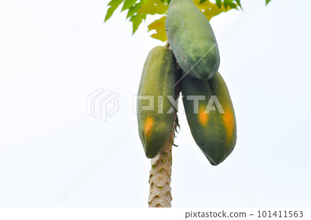 papaya , Carica papaya L or Papaya or Melan Tree or Paw Paw or CARICACEAE or papaya seed 101411563
