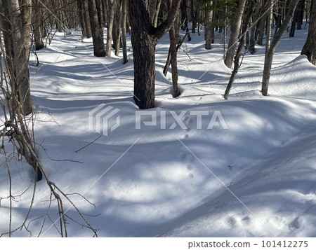 Wild animal footprints in the snow Wild animal footprints in the snow 101412275