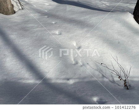 Wild animal footprints (on snow) Wild animal footprints (on snow) 101412276