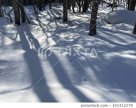Snow and wildlife footprints 101412279