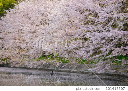 Cherry blossoms at Osaka Castle Park in 2023 Cherry blossoms at Osaka Castle Park in 2023 101412307