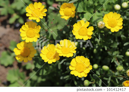 開花在春天庭院裡的黃色菊花多核花 開花在春天庭院裡的黃色菊花多核花 101412417