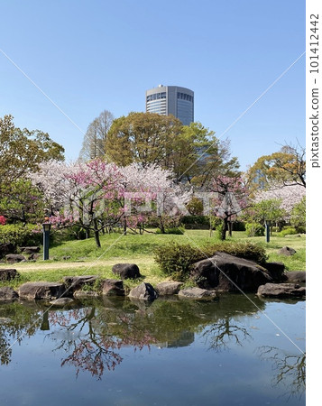 Beautiful cherry blossoms at Fujita Residence Park Beautiful cherry blossoms at Fujita Residence Park 101412442