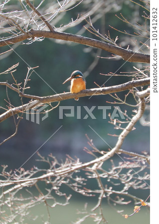 翠鳥棲息在樹枝上 翠鳥棲息在樹枝上 101412632