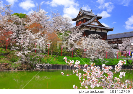 [Nara Prefecture] Koriyama Castle ruins with cherry blossoms in full bloom 101412769