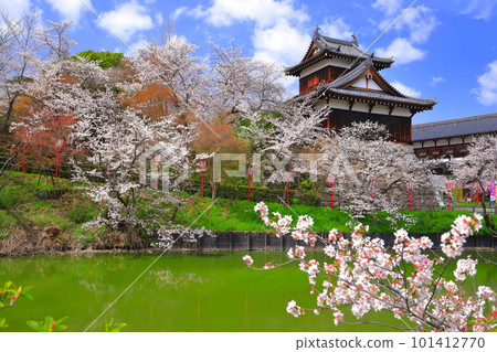 [Nara Prefecture] Koriyama Castle ruins with cherry blossoms in full bloom 101412770