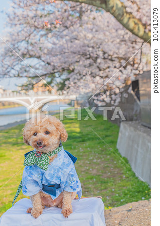 Dog and cherry 101413079