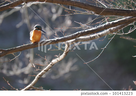 翠鳥棲息在樹枝上 101413223