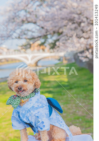 狗和櫻桃 狗和櫻桃 101413249