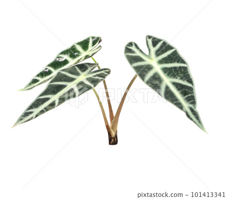 Closeup Alocasia Amazonica Sanderiana isolated on white background 101413341