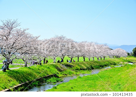 Rows of cherry blossom trees in full bloom Kusaba River in sunny spring 101413435