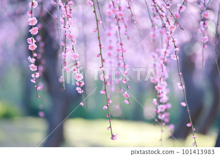 垂梅園（愛知縣名古屋市名古屋市農業中心垂梅） 101413983