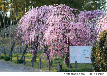 竹林和梅（愛知縣名古屋市名古屋市農業中心垂梅） 101413984