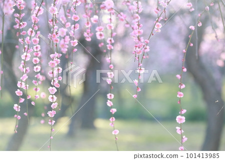 垂梅園(愛知縣名古屋市名古屋市農業中心垂梅) 垂梅園(愛知縣名古屋市名古屋市農業中心垂梅) 101413985