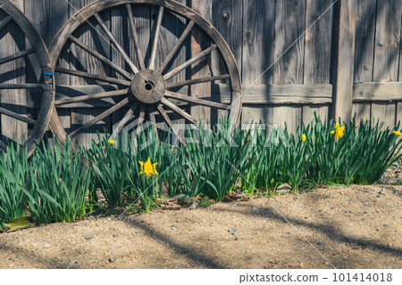Old wooden wheels and narcissus flowers [Daio Wasabi Farm in spring] 101414018